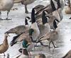 Cackling Geese (smaller)